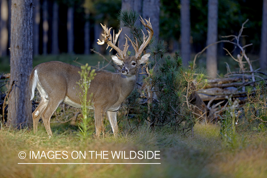 White-tailed buck with many points.