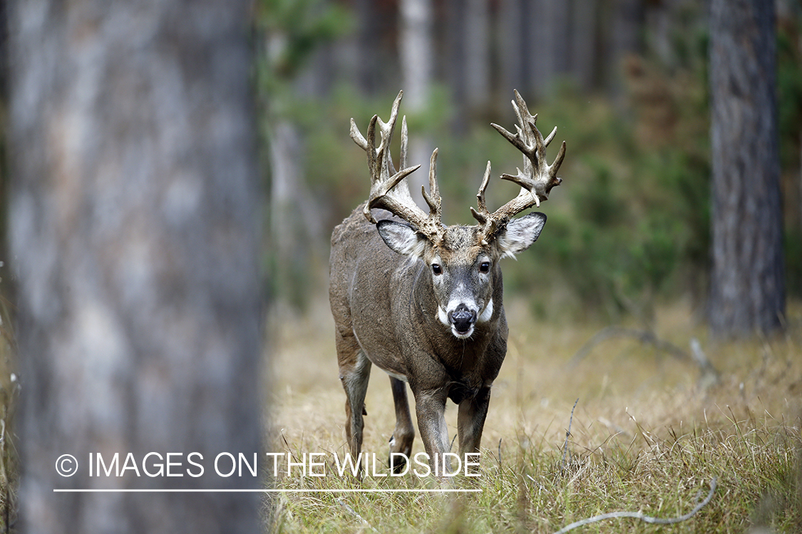 White-tailed buck in woods.