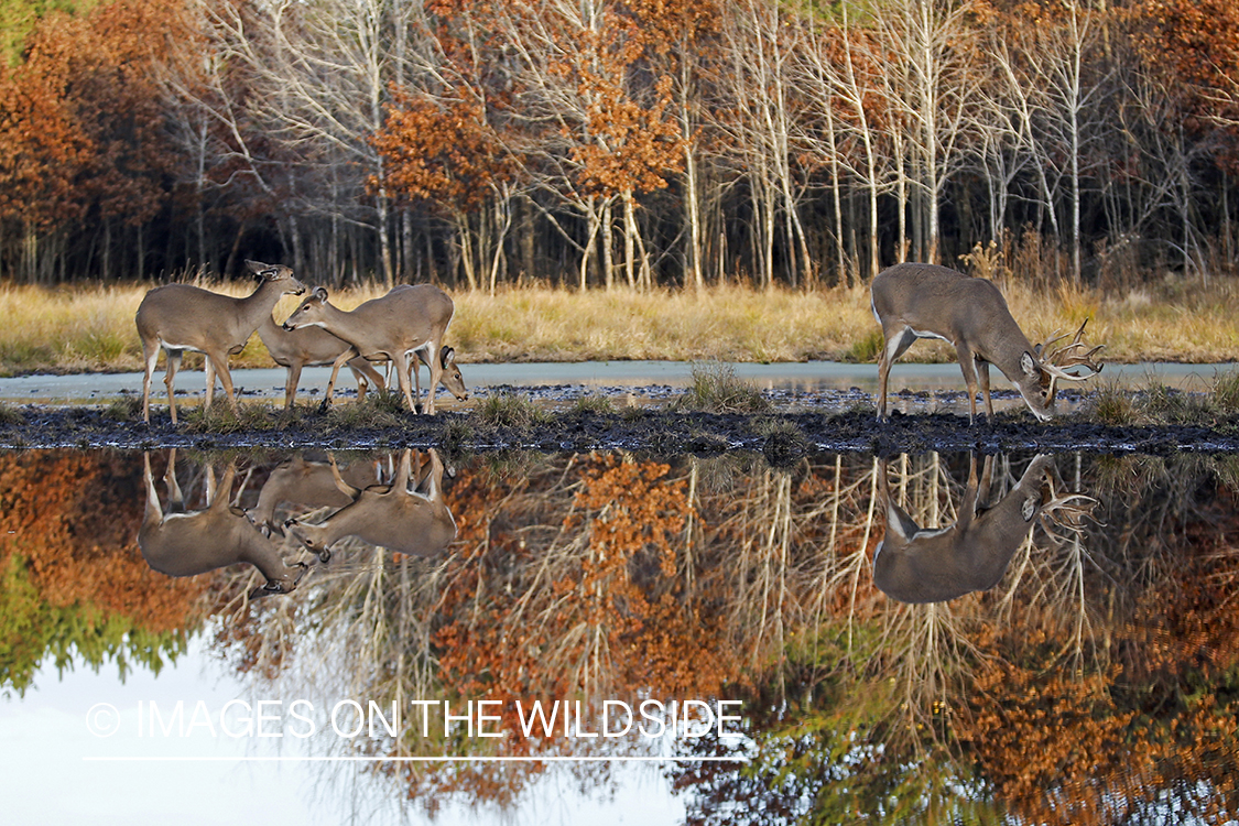 White-tailed buck and does with reflection in water.