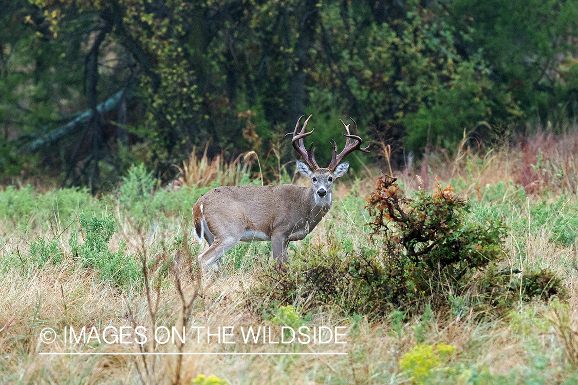 White-tailed buck in habitat.