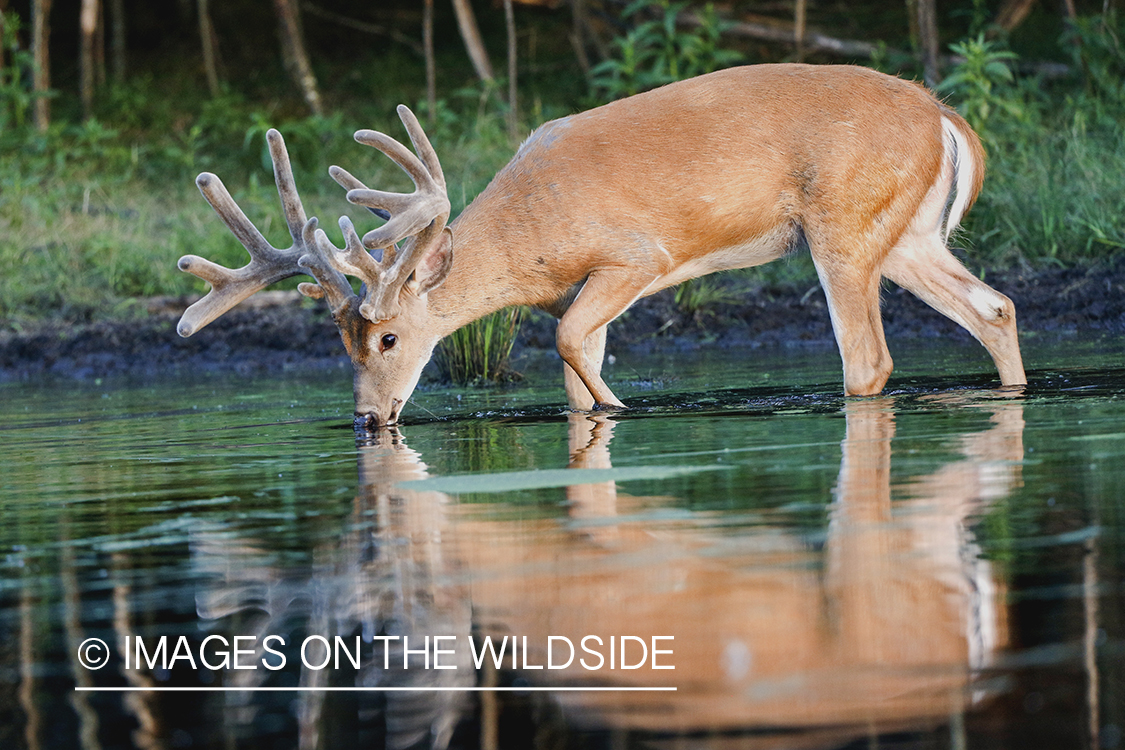 White-tailed buck in velvet next to water.