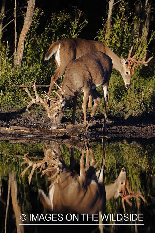 White-tailed buck drinking at waters edge.