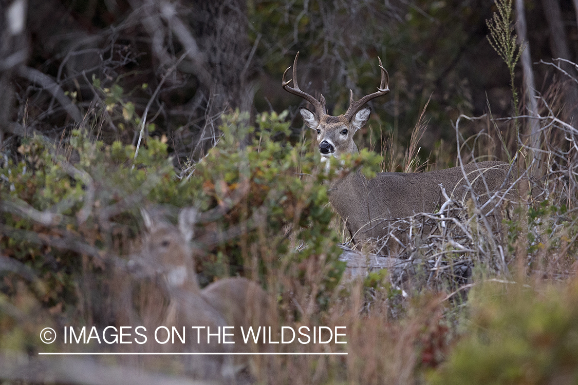 White-tailed buck in rut with doe.