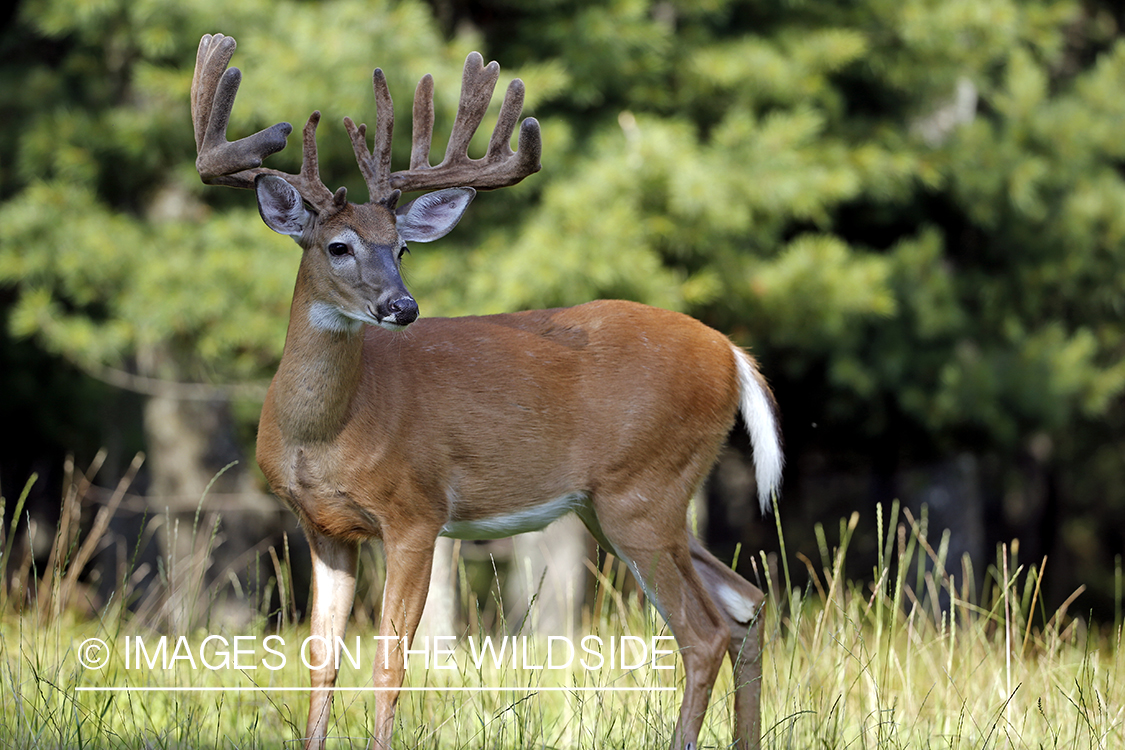 White-tailed buck in field.