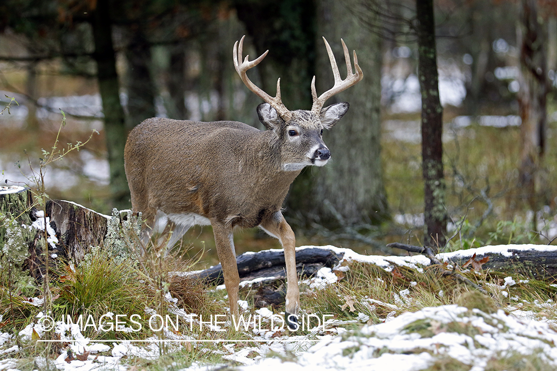 White-tailed buck in field.