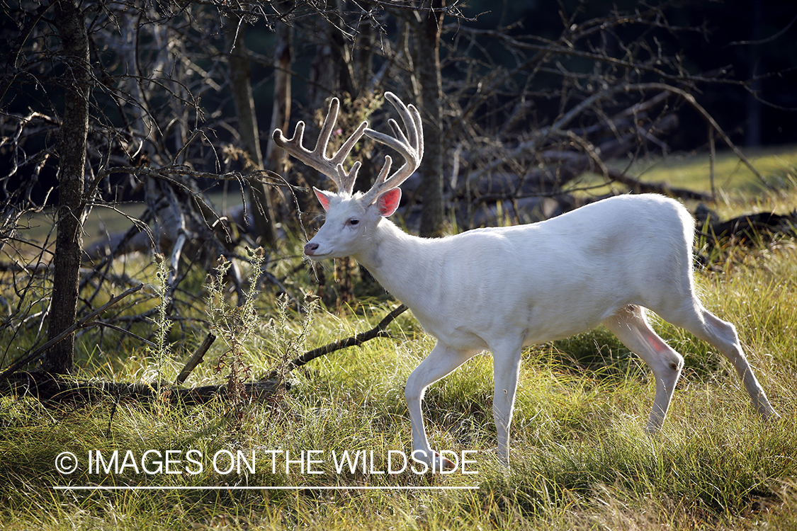 Albino White-tailed buck in Velvet.