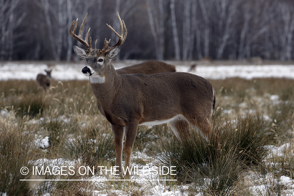 White-tailed buck in the rut.