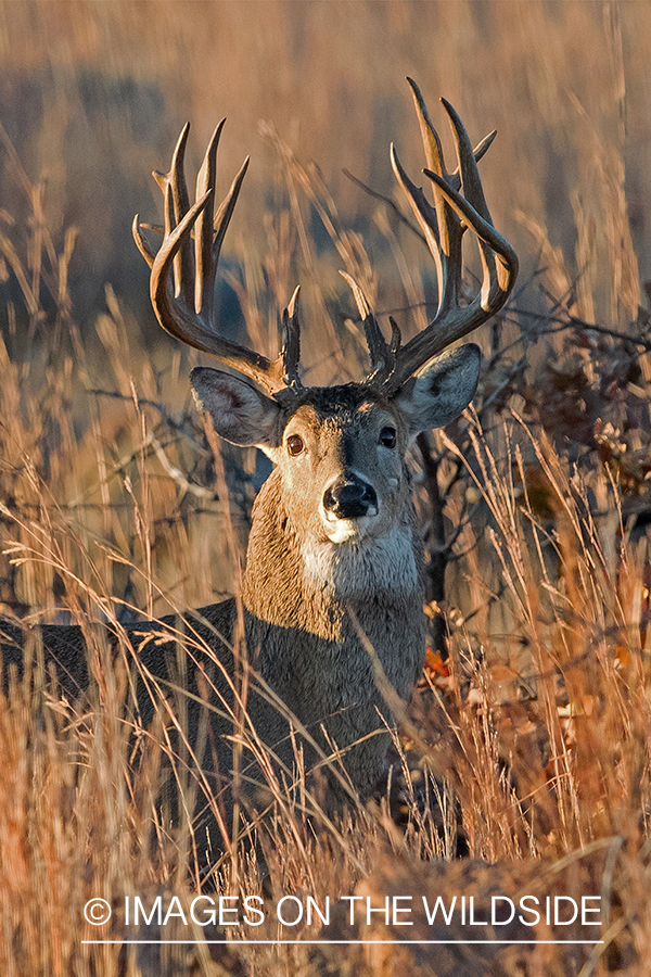 White-tailed buck in field.