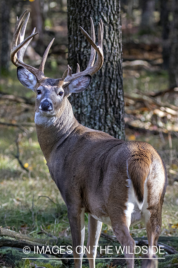 White-tailed buck in field.