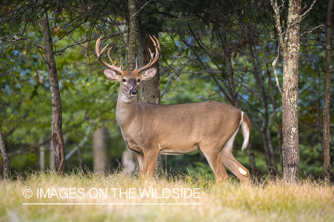 White-tailed buck in field.