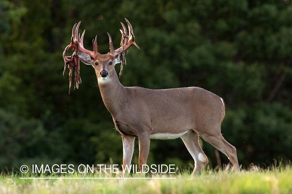 White-tailed buck shedding Velvet.