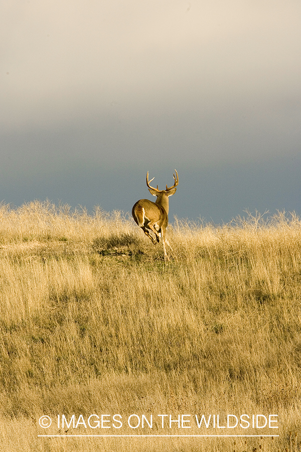 White-tailed deer in habitat