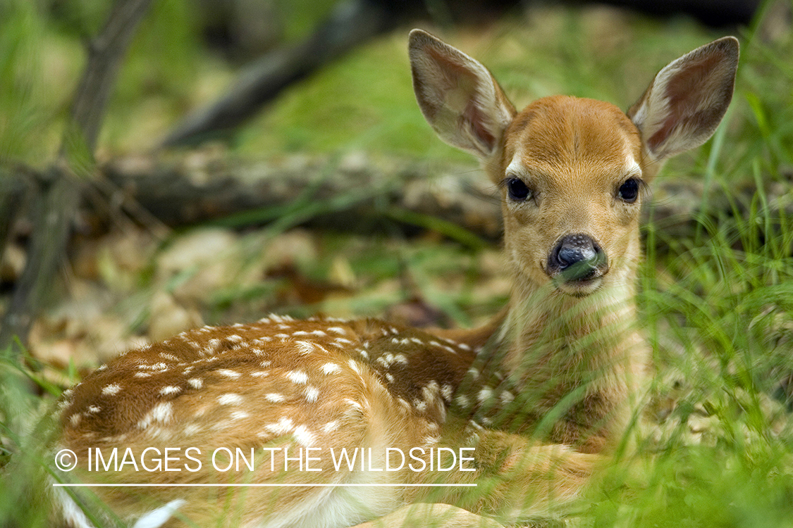 White-tailed fawn in habitat