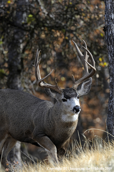 Blacktail buck in habitat.