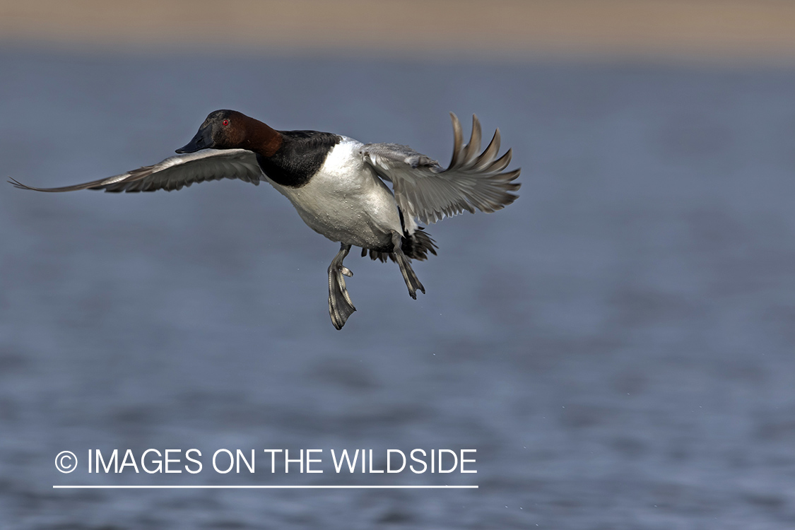 Canvasback in flight.