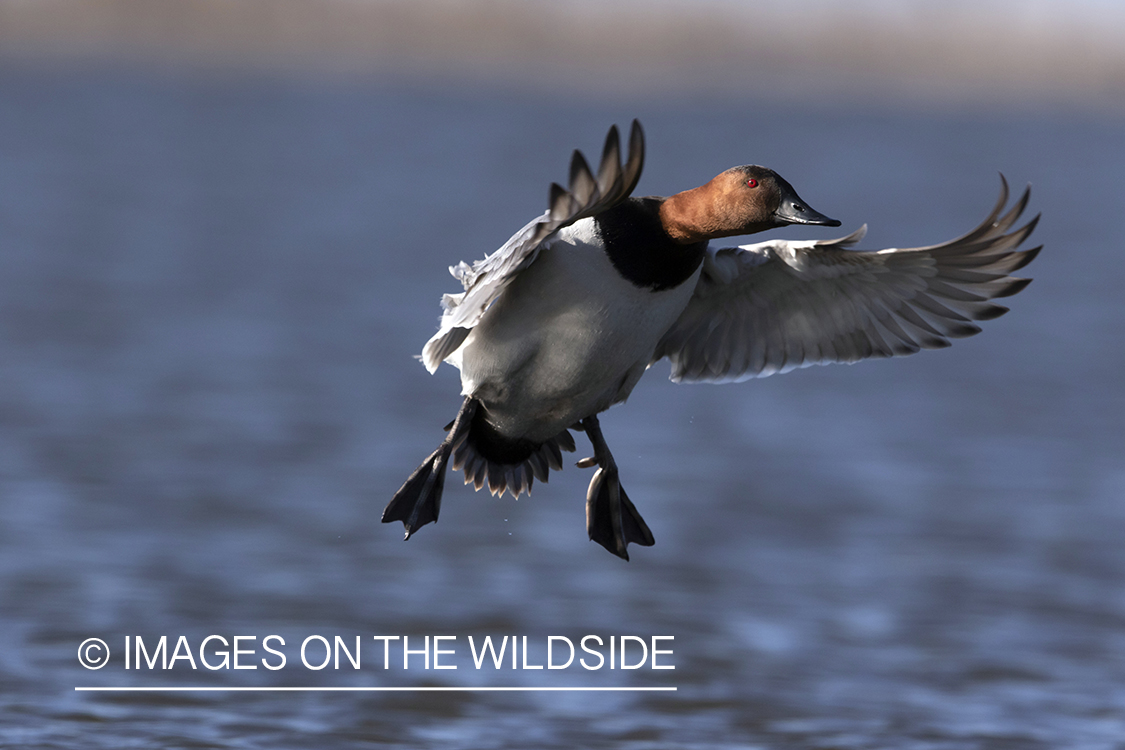 Canvasback drake in flight.