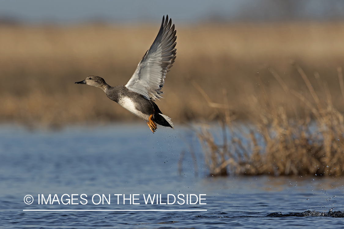 Gadwall in flight.