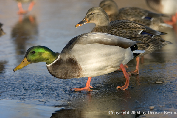 Mallards on ice.