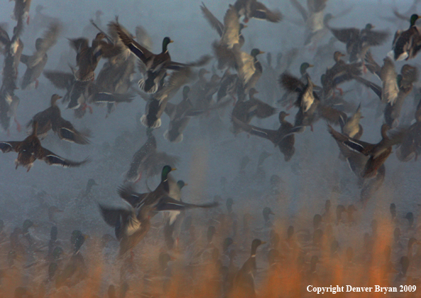 Mallard Ducks/Flock