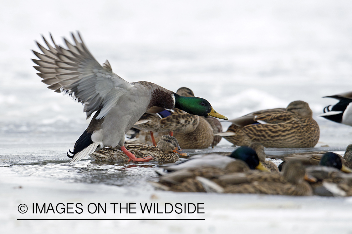 Mallard duck landing in habitat.