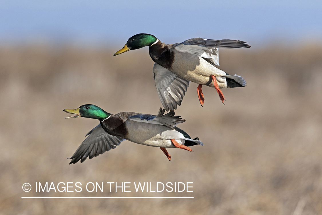 Mallard drakes in flight.