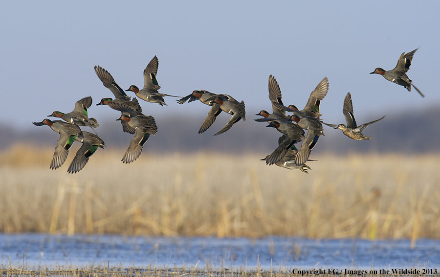 Flock of green-winged teal ducks in flight.