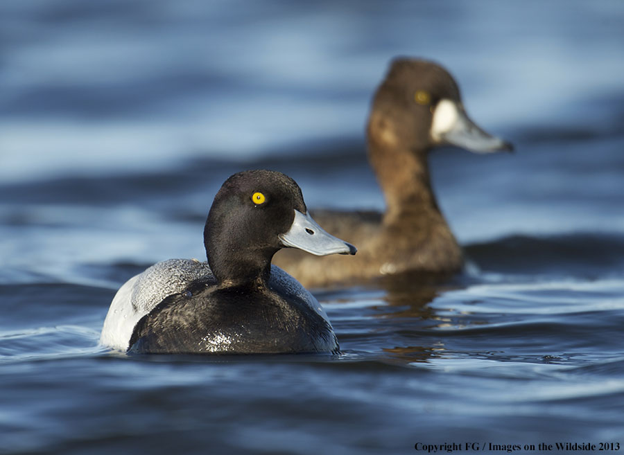 Lesser Scaup in habitat.