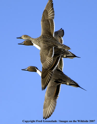 Pintail duck in habitat