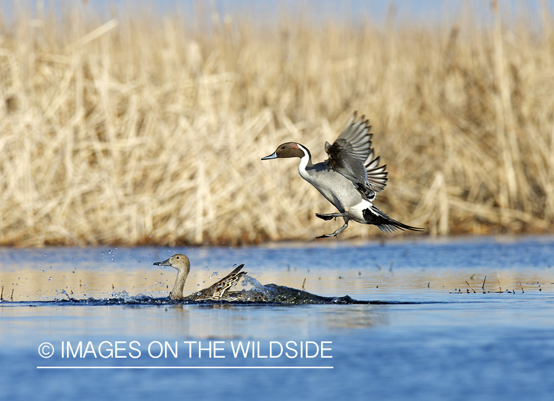 Pintail ducks landing.