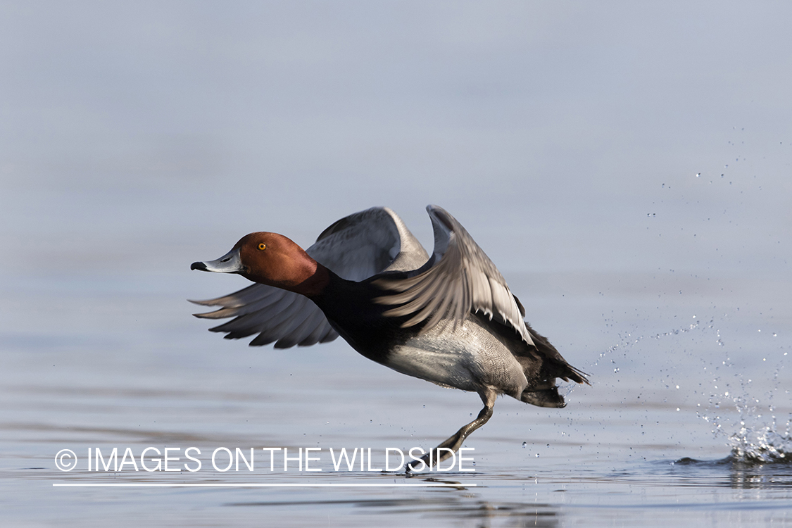 Redhead taking off from water.