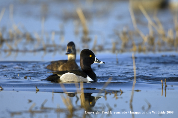 Ring-necked ducks in habitat