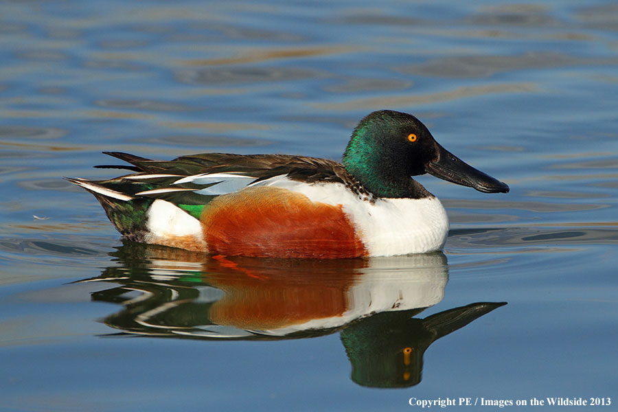 Shoveler duck in habitat.