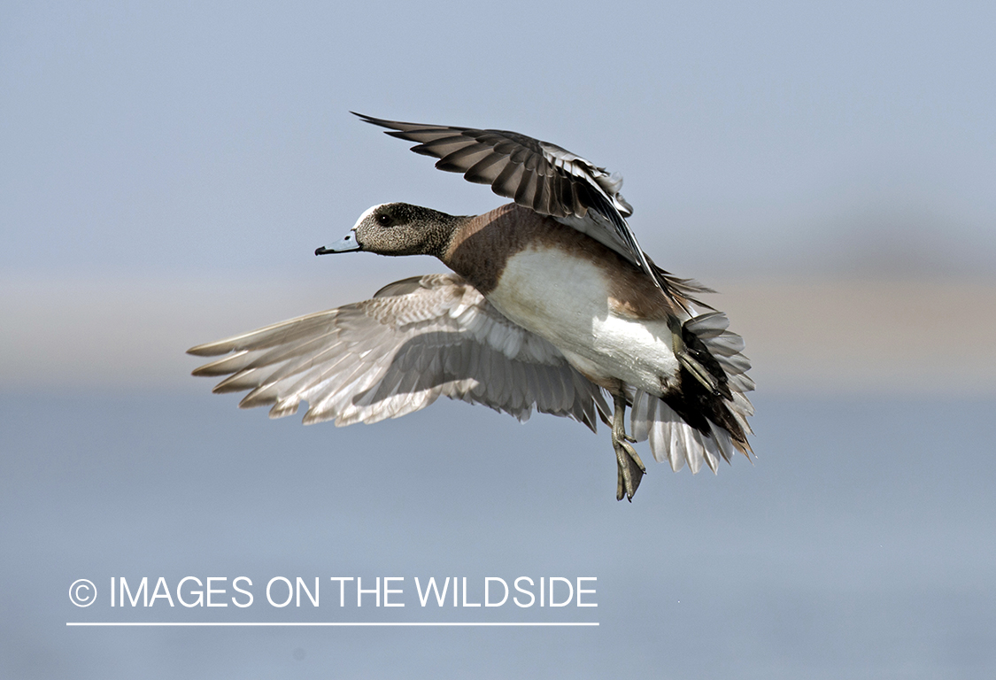 Wigeon in flight.