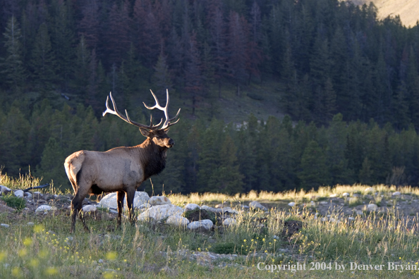 Rocky Mountain bull elk in habitat.