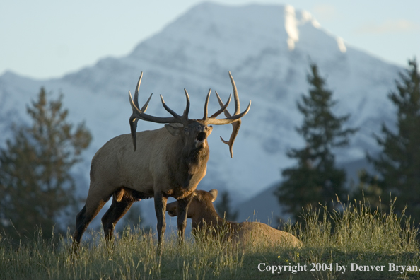 Rocky Mountain bull and cow elk in habitat.