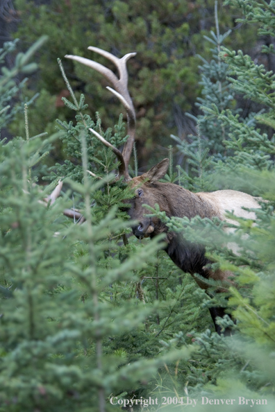 Rocky Mountain bull elk scraping tree.