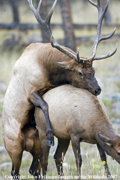 Elk in habitat