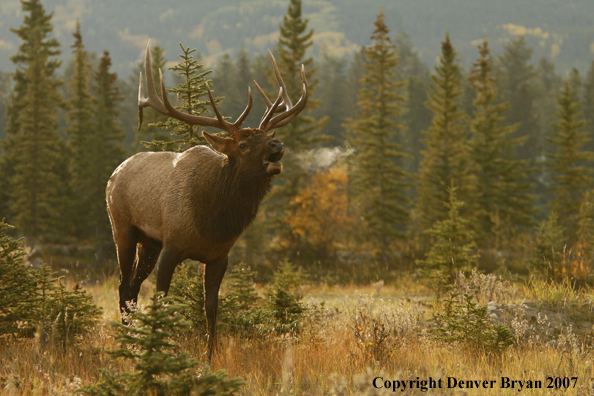 Rocky Mountain Elk bugling