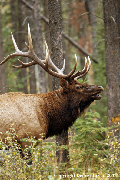 Rocky Mountain Elk bedded down