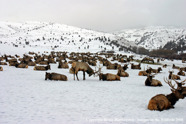 Rocky Mountain Elk