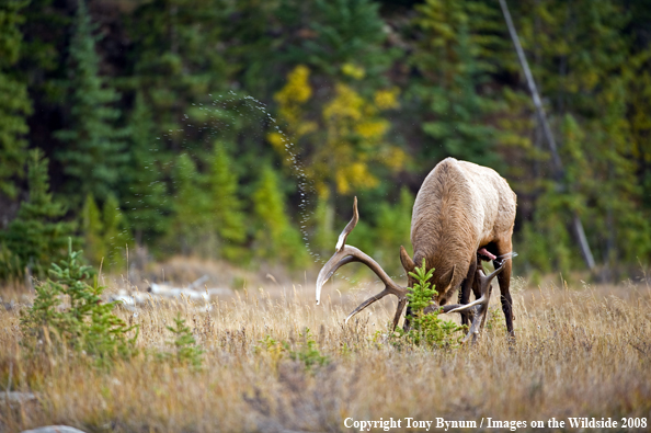 Bull Elk rutting