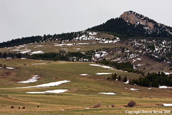 Rocky Montain Elk Herd