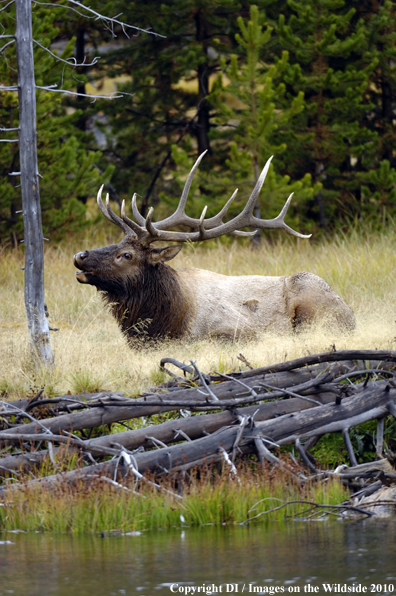 Rocky Mountain Bull Elk 