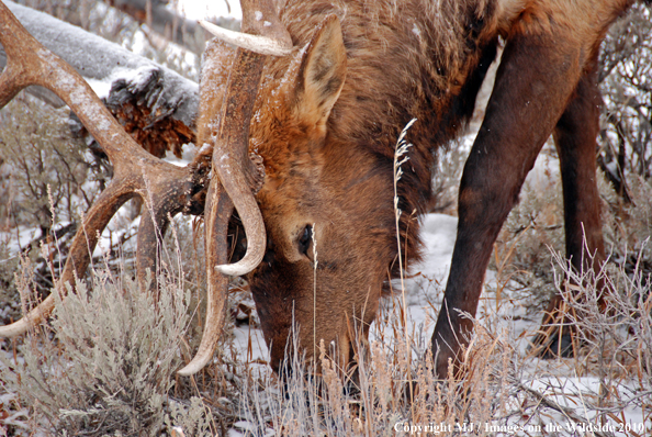 Rocky Mountain Bull Elk in habitat. 