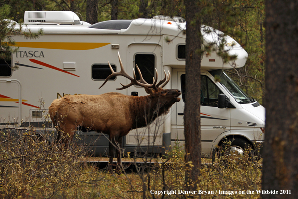 Rocky Mountain Bull Elk next to tourists RV