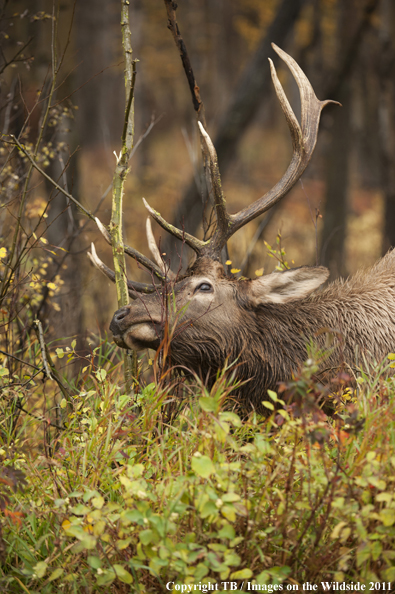 Rocky Mountain bull elk rubbing branch. 