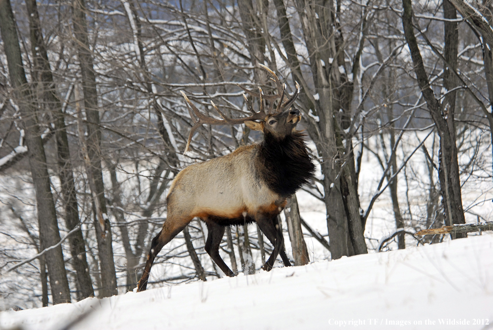 Bull elk in habitat. 