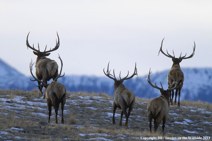 Rocky Moutain Elk in habitat.