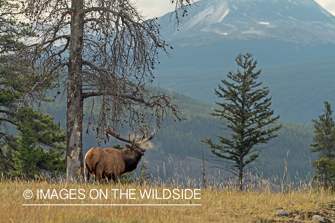 Rocky Mountain Bull Elk bugling in habitat.