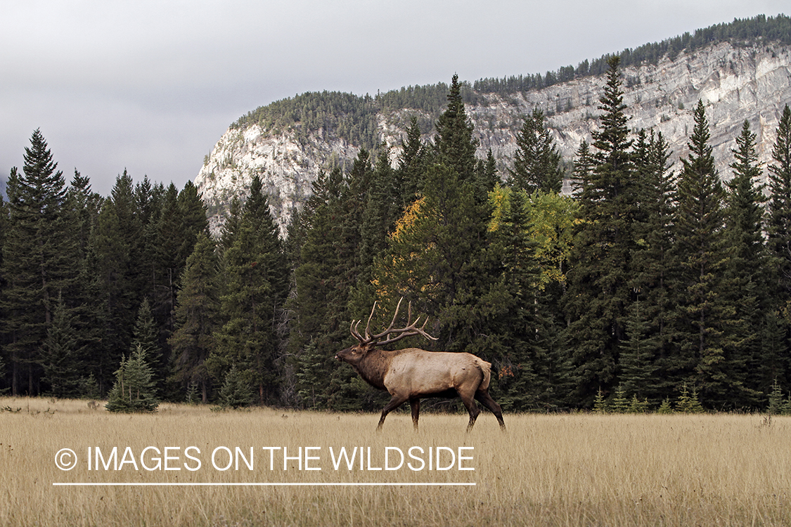 Rocky Mountain Bull Elk in habitat.